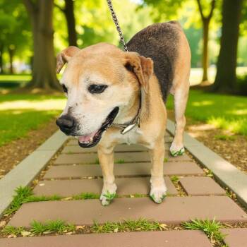 Rescue Beagle Dogs for Adoption in Lorida, Florida - Wilson | PetCurious