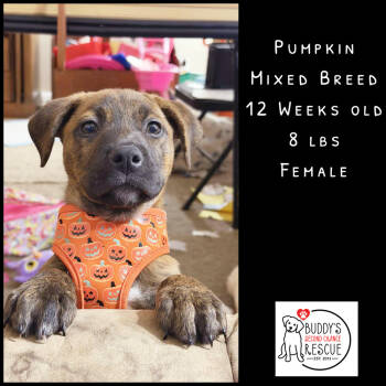 Rescue Mixed Breed Dogs for Adoption - Pumpkin | PetCurious