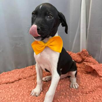 German Shorthaired Pointer Dogs Available for Adoption - Basil | PetCurious