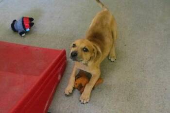 Ziggy -  Mixed Breed Dog for Adoption in Kansas City, Missouri - Ziggy | PetCurious
