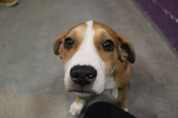 Jamie -  Pit Bull Terrier and Mixed Breed Dog for Adoption in Kansas City, Missouri - Jamie | PetCurious