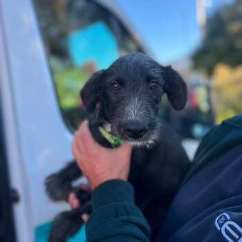 Freddy -  Black Labrador Retriever and Poodle Dog for Adoption in Campton Hills, Illinois - Freddy | PetCurious