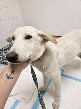 Rescue Retriever Dogs for Adoption in Springfield, Missouri - Blondie | PetCurious