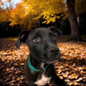 Rescue Labrador Retriever Dogs for Adoption in Cranston, Rhode Island - HUNTER | PetCurious