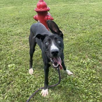 Stomps -  Mixed Breed Dog for Adoption in Chattanooga, Tennessee - Stomps | PetCurious