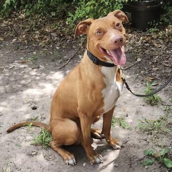 Meet Rocket (aka Rocko) Smart, Loyal, Affectionate & Couch Cuddl -  Pit Bull Terrier and Rhodesian Ridgeback Dog for Adoption in Houston, Texas - Meet Rocket (aka Rocko) Smart, Loyal, Affectionate & Couch Cuddl | PetCurious