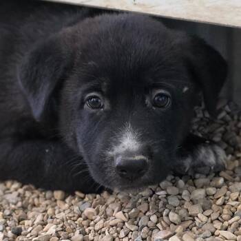 Jinx JuM -  German Shepherd Dog and Mixed Breed Dog for Adoption in Austin, Texas - Jinx JuM | PetCurious