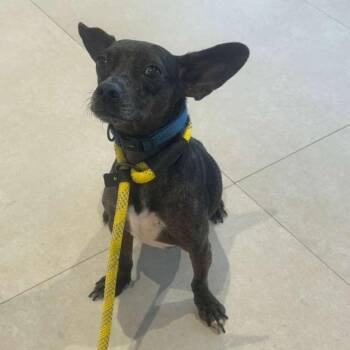 Timmi -  Fox Terrier Dog Available for Adoption in West Miami, Florida - Timmi | PetCurious