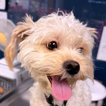 Pinky Pie -  Shih Tzu and Mixed Breed Dog for Adoption in Newark, New Jersey - Pinky Pie | PetCurious