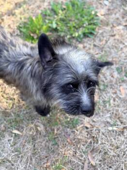 Brussels Griffon Dogs Available for Adoption - GRIFFIN  | PetCurious