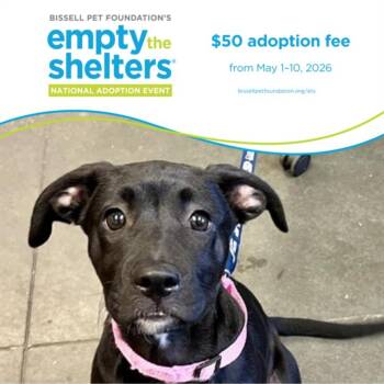 Pit Bull Terrier and Mixed Breed Dogs Available for Adoption in Santa Cruz, California - FREYA | PetCurious