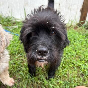 Tuffy (Bonded to Stubby) -  Miniature Poodle and Schnauzer Dog for Adoption in West Des Moines, Iowa - Tuffy (Bonded To Stubby) | PetCurious
