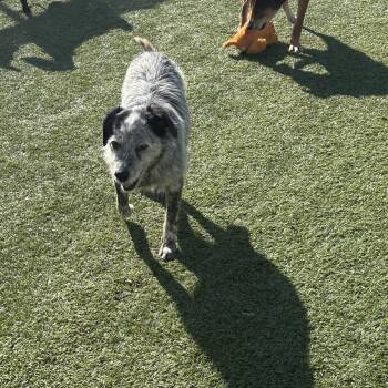 Wirehaired Terrier Dogs Available for Adoption in Liberty, Missouri - Gretchen | PetCurious