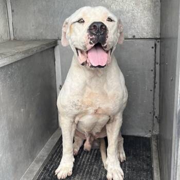 Gramps -  American Bulldog and Mixed Breed Dog for Adoption in Edinburg, Texas - Gramps | PetCurious
