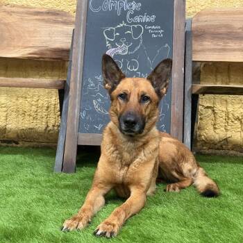 Loka, "Freya" -  Shepherd and Mixed Breed Dog for Adoption in Lyndhurst, Virginia - Loka, "Freya" | PetCurious
