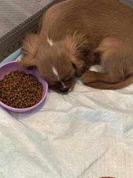 Cavalier King Charles -Rolo -  Cavalier King Charles Spaniel Dog for Adoption in Omaha, Nebraska - Cavalier King Charles -Rolo | PetCurious