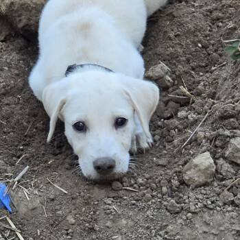 SQUIRT -  Labrador Retriever Dog for Adoption in Broken Arrow, Oklahoma - SQUIRT | PetCurious