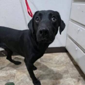 Labrador Retriever and Mixed Breed Dogs Available for Adoption in Fort Collins, Colorado - Charcoal | PetCurious
