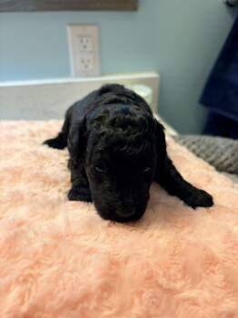 Miniature Poodle Dogs Available for Adoption - Miniature Poodle X Lagotto Romagnola Mix ("Lagoodle") - Black F  | PetCurious