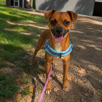 BOSTON -  Chihuahua Dog for Adoption in Vaughan, Ontario - BOSTON | PetCurious
