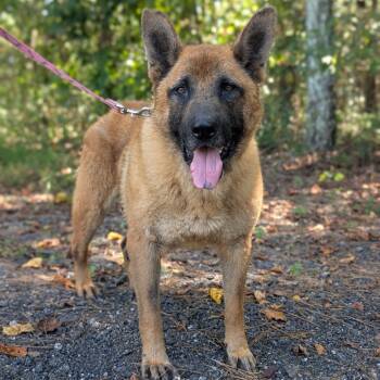 Rescue Shepherd and Mixed Breed Dogs for Adoption in Tyrone, Georgia - Tyler 10-0102 | PetCurious