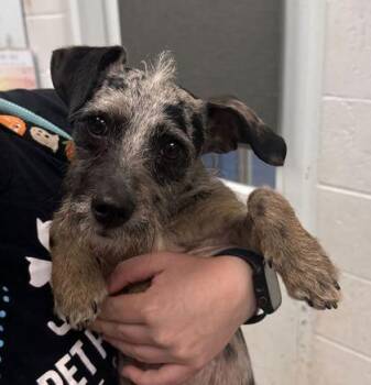 Motley -  Mixed Breed Dog for Adoption in Kansas City, Missouri - Motley | PetCurious