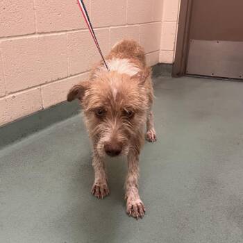 Ella -  Mixed Breed Dog for Adoption in Memphis, Tennessee - Ella | PetCurious