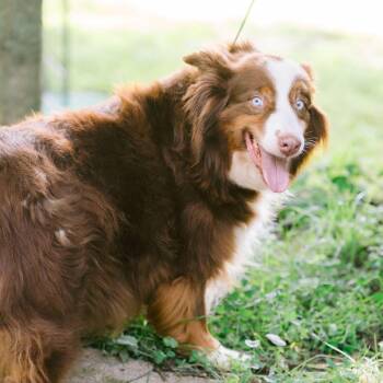 Janie -  Australian Shepherd Dog for Adoption in Zionsville, Indiana - Janie | PetCurious