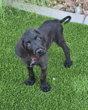 Whiskey -  Doberman Pinscher and Poodle Dog for Adoption in Mesa, Arizona - Whiskey | PetCurious