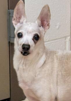 Little Daisy -  Chihuahua Dog Available for Adoption in Pocatello, Idaho - Little Daisy | PetCurious