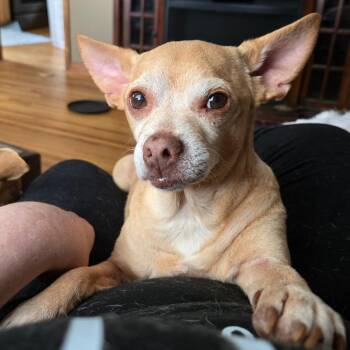 Douglas -  Chihuahua and Mixed Breed Dog for Adoption in Rochester, Minnesota - Douglas | PetCurious
