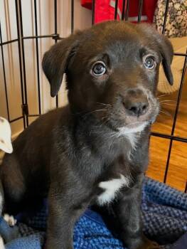 Yahoo -  Pit Bull Terrier and Husky Dog for Adoption in Yellowknife, Northwest Territories - Yahoo | PetCurious