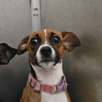 Cherie -  Chihuahua and Dachshund Dog for Adoption in Wilmington, Delaware - Cherie | PetCurious