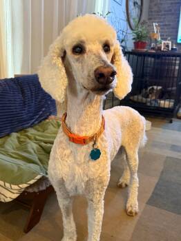 Ken -  Standard Poodle Dog for Adoption in Whitewater, Wisconsin - Ken | PetCurious