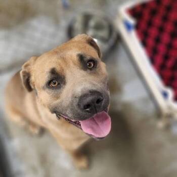 Moe -  American Bulldog Dog for Adoption in Meadow Lake, Saskatchewan - Moe | PetCurious
