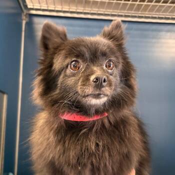Galadriel -  Pomeranian Dog for Adoption in Yuma, Arizona - Galadriel | PetCurious