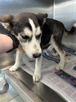 Husky Dogs Available for Adoption in San Antonio, Texas - SHYLA | PetCurious