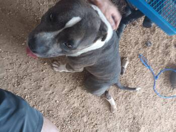 Deckard -  Pit Bull Terrier Dog for Adoption in North Little Rock, Arkansas - Deckard | PetCurious