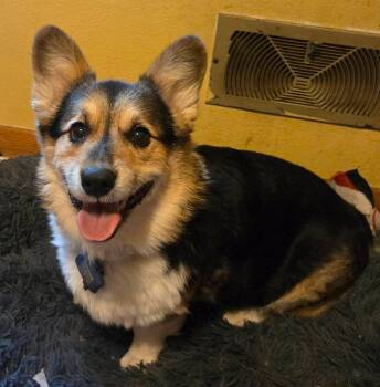 Kit-I26032 -  Pembroke Welsh Corgi Dog for Adoption in Anoka, Minnesota - Kit-I26032 | PetCurious