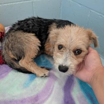 Watson -  Terrier and Mixed Breed Dog for Adoption in Goleta, California - Watson | PetCurious