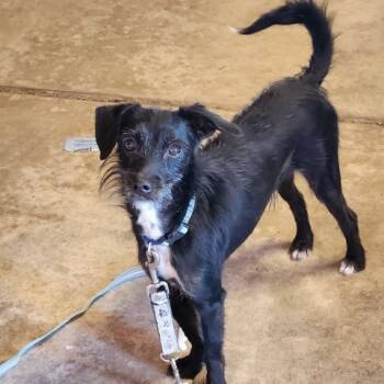 Rescue Terrier Dogs for Adoption in Colorado Springs, Colorado - Rocky Road | PetCurious