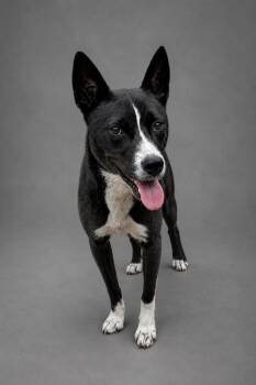Husky and Border Collie Dogs Available for Adoption in Hardeeville, South Carolina - Tamborine | PetCurious
