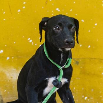 Mandy -  Whippet and Pointer Dog for Adoption in New York, New York - Mandy | PetCurious