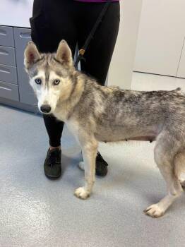 Willow Tree -  Husky Dog for Adoption in Chillicothe, Ohio - Willow Tree | PetCurious