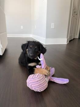 Maple -  Great Pyrenees and Rottweiler Dog for Adoption in Denver, Colorado - Maple | PetCurious