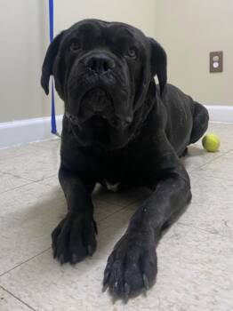 Giada -  Cane Corso Dog Available for Adoption in Fall River, Massachusetts - Giada | PetCurious