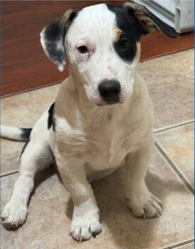 Rescue American Staffordshire Terrier Dogs for Adoption in Lake Forest, California - Ellis - Courtesy Post - Adopt Me! | PetCurious