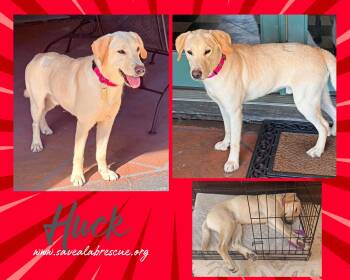 Labrador Retriever and Yellow Labrador Retriever Dogs Available for Adoption in Middletown, Rhode Island - Huck | PetCurious