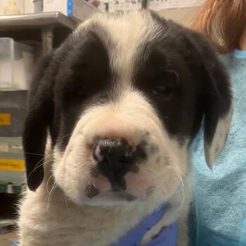 Buddy -  Labrador Retriever and Mixed Breed Dog for Adoption in Yuma, Arizona - Buddy | PetCurious