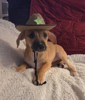 Terrier and Chihuahua Dogs Available for Adoption - Sheriff Nash | PetCurious